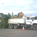 tree maintenance bendigo