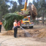 tree maintenance bendigo